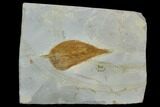 Fossil Hackberry (Celtis) Leaf - Montana #120794-1